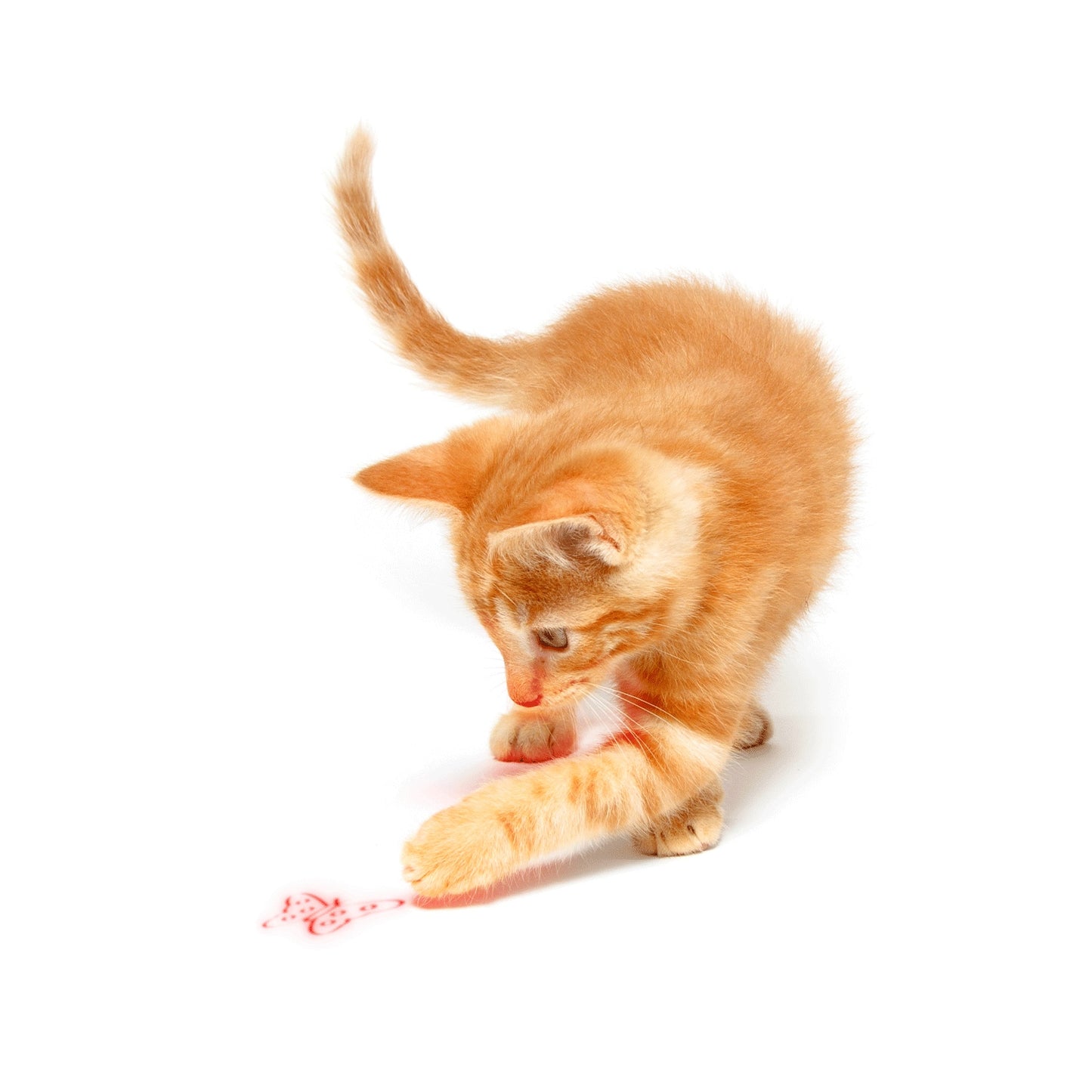 GIOCATTOLO LASER CON RICARICA USB