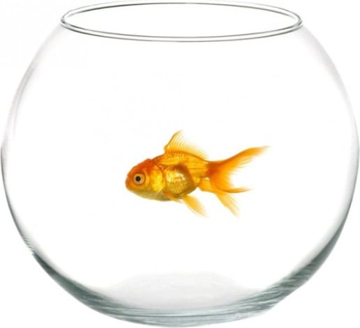 COK FLORERO PECERA 12 CM GB1K24