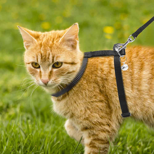 PETTORINA PER GATTI AD H(L120*W1CMNERO)